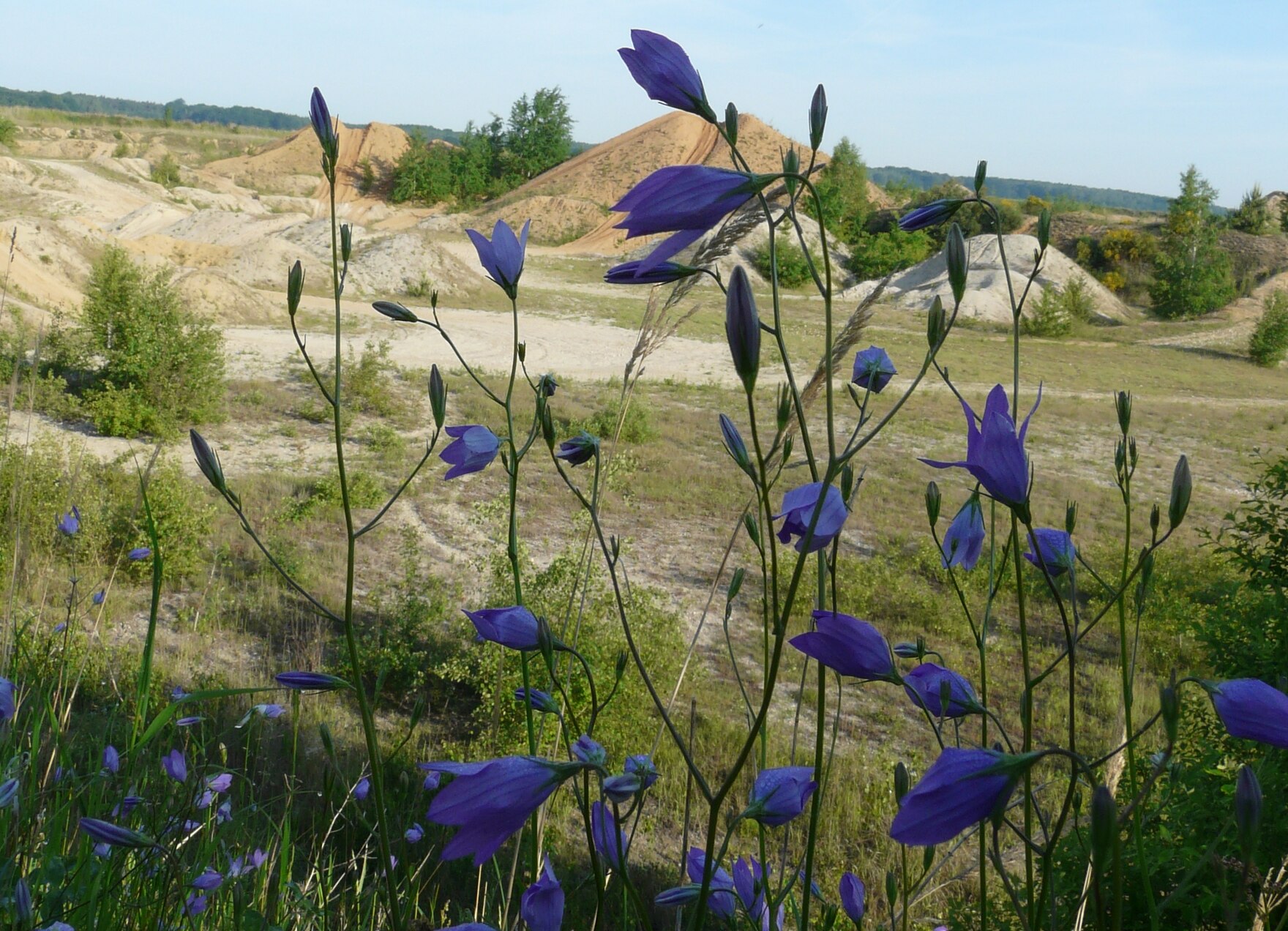 Kiesgrube Bach - Pionierlebensraum auf Rohboden - Bennewitz bei Wurzen