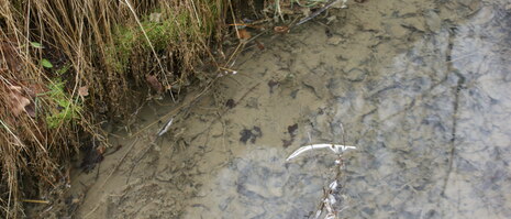 Belasteter Zufluss der Tiefen Morgensterner Abzugsrösche in die Feiberger Mulde