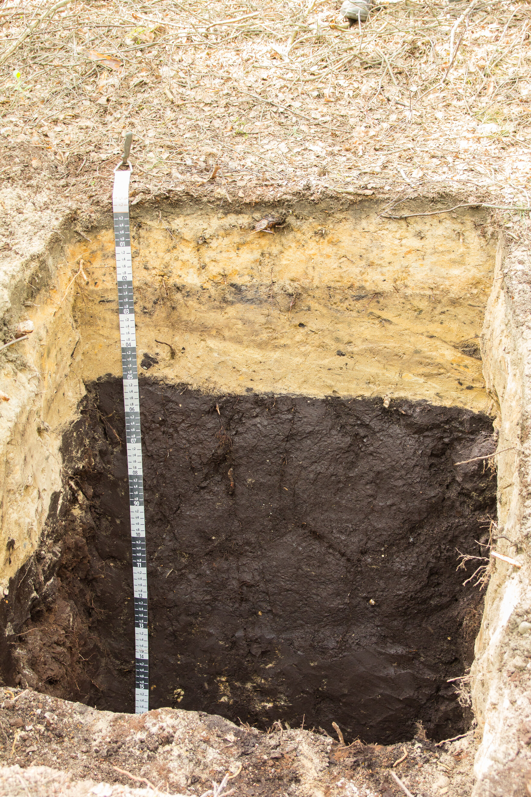 Regosol aus Sand über Braunkohlenasche nahe Spreewitz