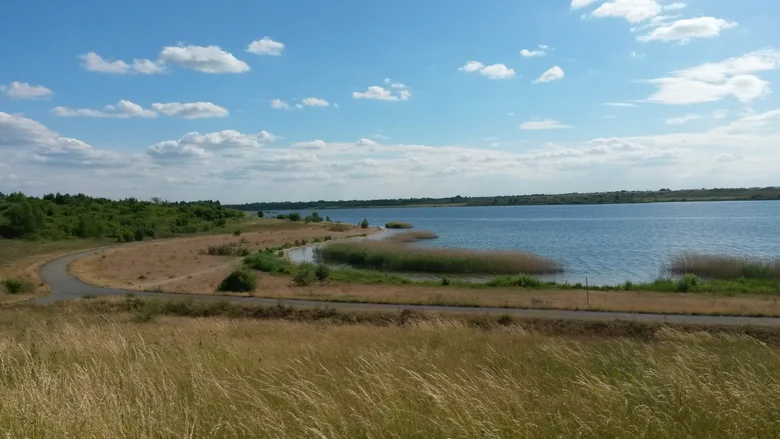 Beginnender Schilfbewuchs am Werbeliner See
