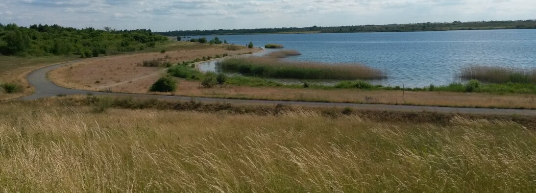 Beginnender Schilfbewuchs am Werbeliner See